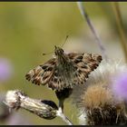 Kleiner Malvendickkopf (Carcharodus alceae) 