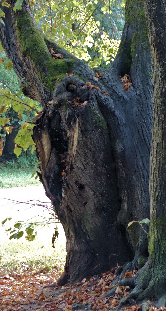 kleiner mammut oder grosses walross