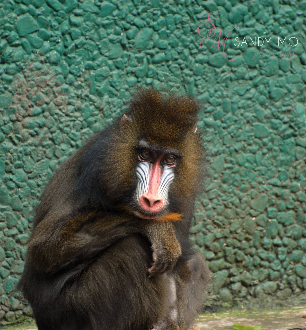 kleiner Mandrill Affe