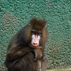 kleiner Mandrill Affe