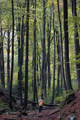 "Kleiner Mann - große Bäume"...