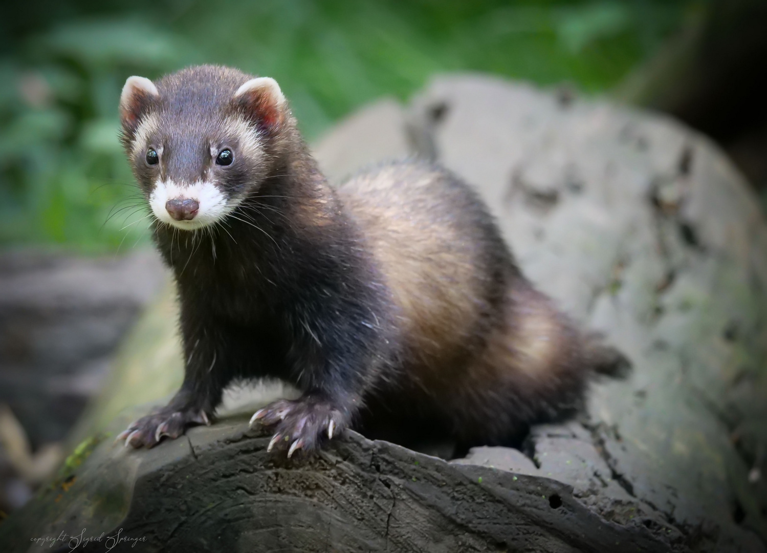 kleiner Marder schaut Foto &amp; Bild tiere, zoo, wildpark &amp; falknerei
