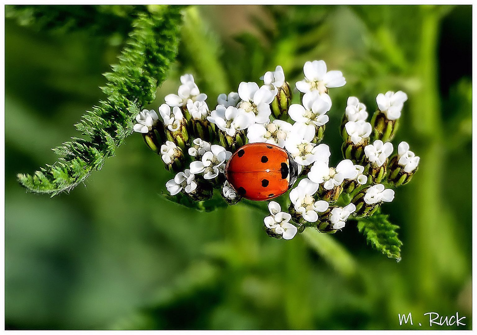 Kleiner Marienkäfer auf Blüte 