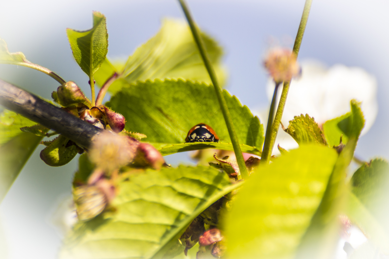 Kleiner Marienkäfer auf dem Apfelbaum