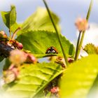 Kleiner Marienkäfer auf dem Apfelbaum