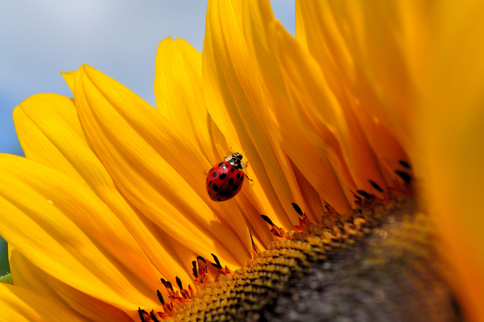 Kleiner Marienkäfer auf einer Sonnenblume