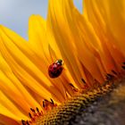 Kleiner Marienkäfer auf einer Sonnenblume