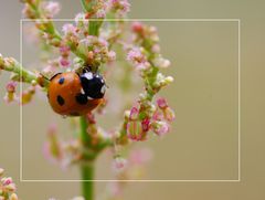 Kleiner Marienkäfer