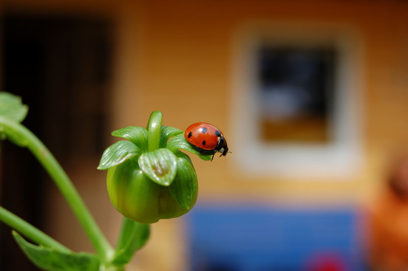 Kleiner Marienkäfer flieg....