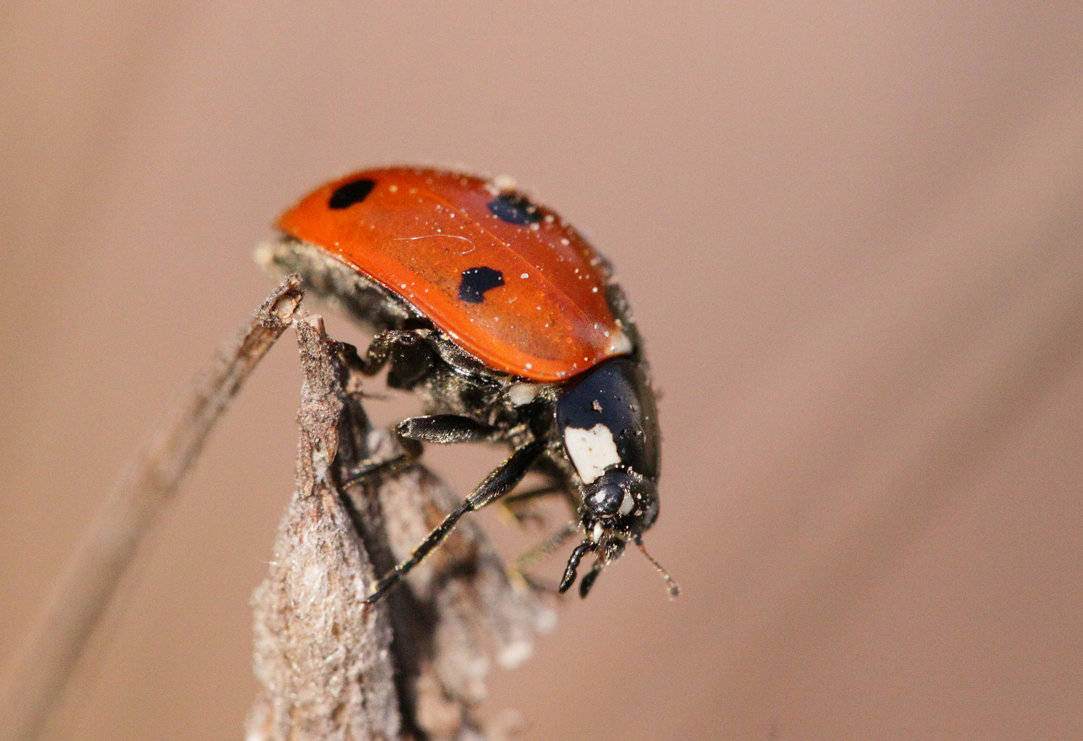 kleiner marienkäfer flieg