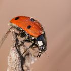 kleiner marienkäfer flieg