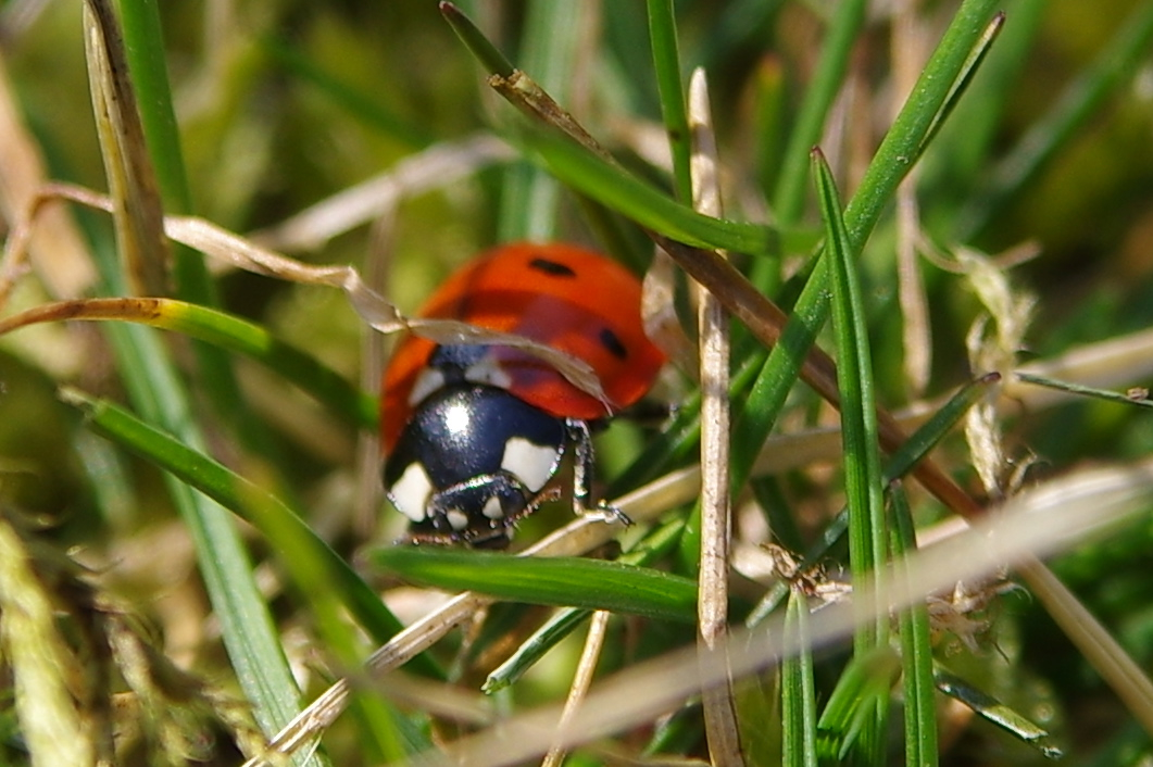 Kleiner Marienkäfer grüßt den Frühling