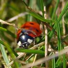 Kleiner Marienkäfer grüßt den Frühling