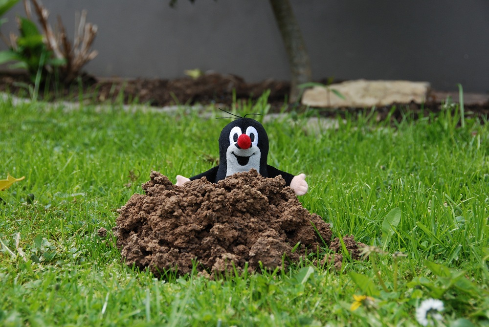 Kleiner Maulwurf in unserem Garten 3 Foto & Bild tiere