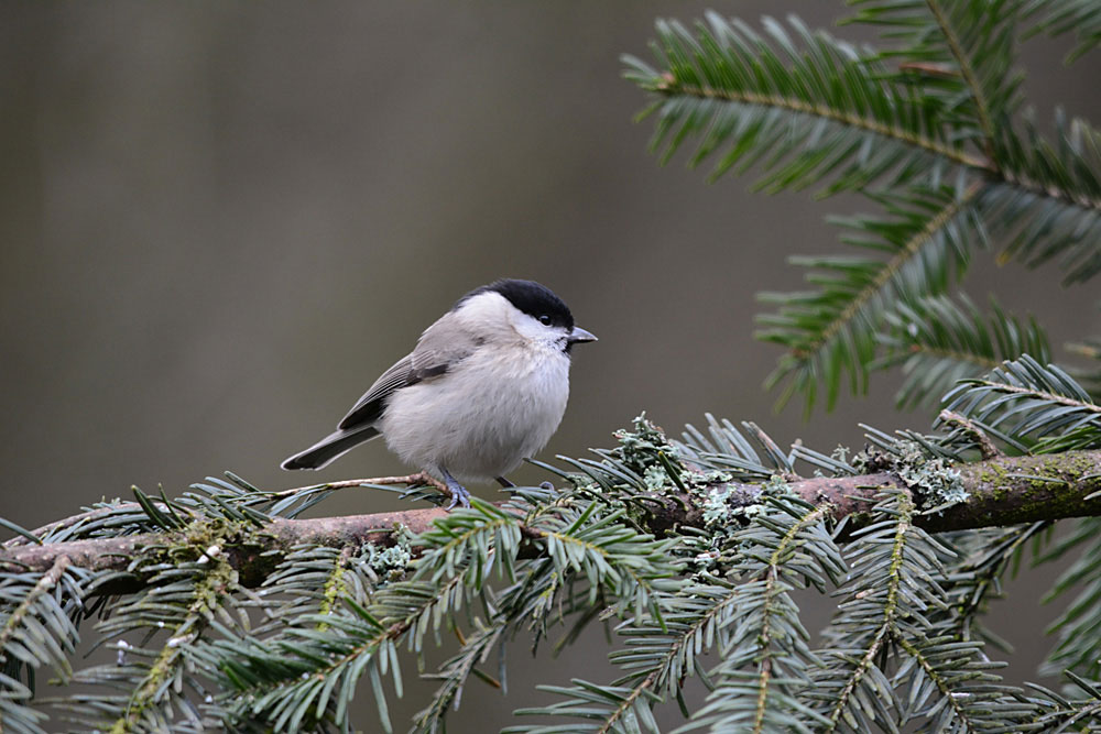 Kleiner Meisenvogel