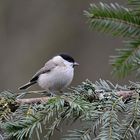 Kleiner Meisenvogel