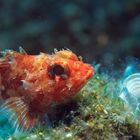 Kleiner Mittelmeer Drachenkopf