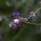 Kleiner Mörder mit weißer Weste