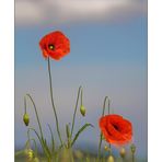 kleiner Mohn