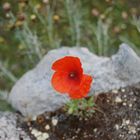 kleiner Mohn