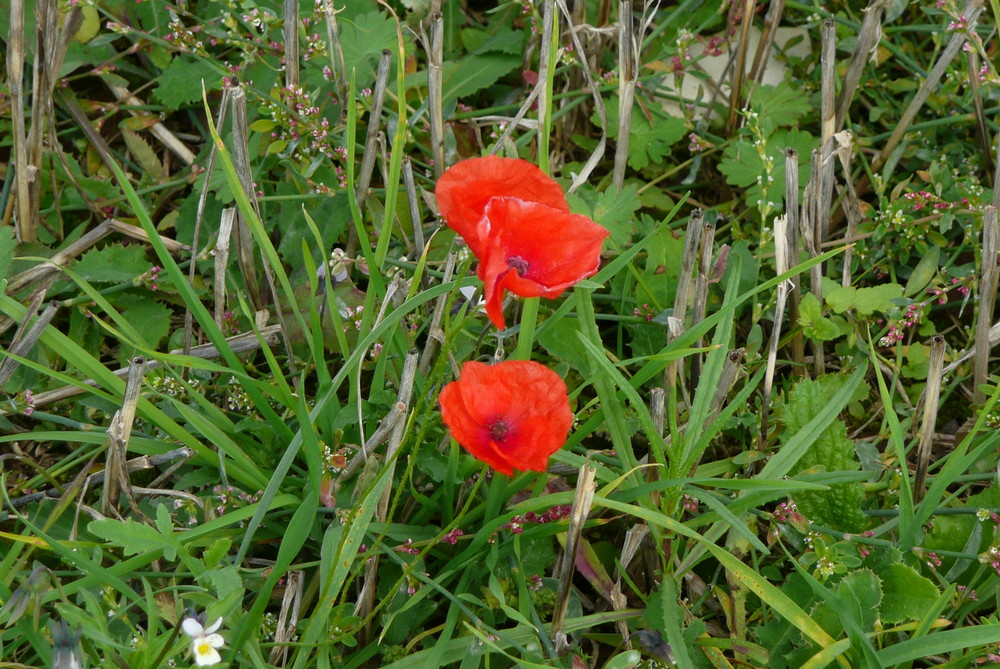 Kleiner Mohn