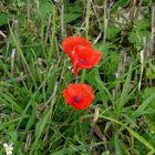 Kleiner Mohn