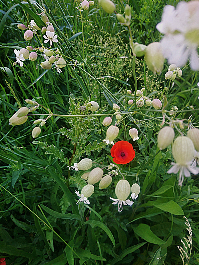 Kleiner Mohn eingerahmt