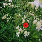 Kleiner Mohn eingerahmt