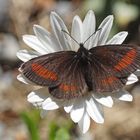 Kleiner Mohrenfalter (Erebia melampus)