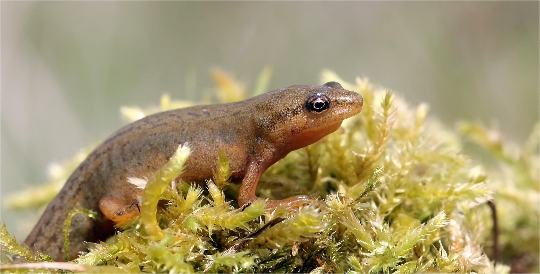 Kleiner Molch Foto & Bild tiere, wildlife, amphibien & reptilien