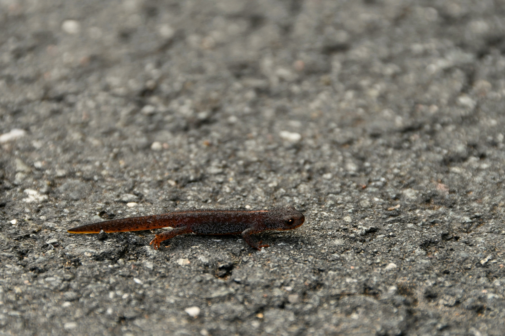 Kleiner Molch auf grosser Tour