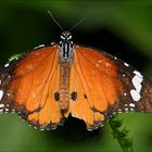 Kleiner Monarch (2)