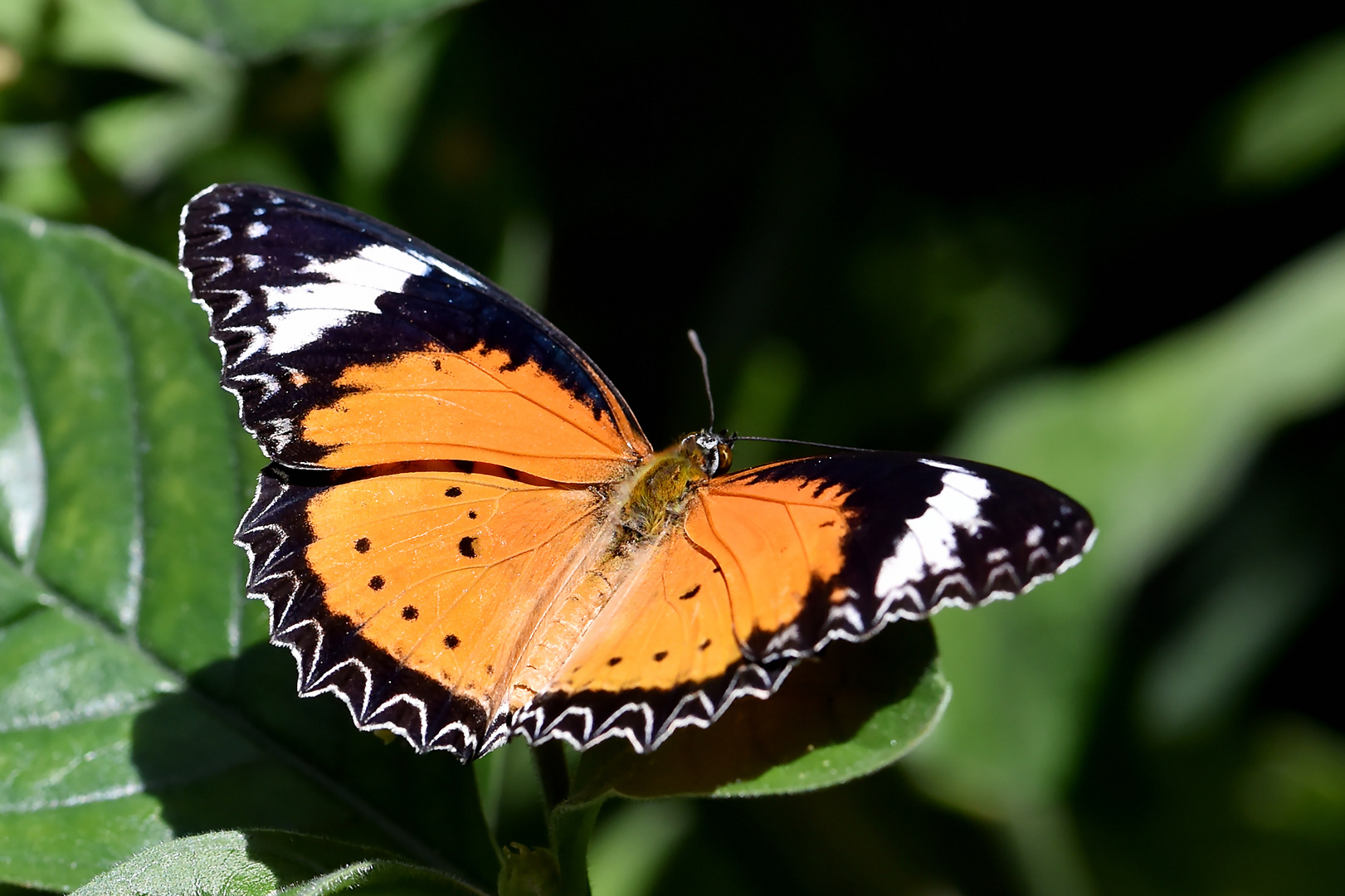 Kleiner Monarch - Danaus chrysippus