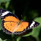 Kleiner Monarch - Danaus chrysippus