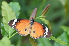 Kleiner Monarch (Danaus chrysippus)