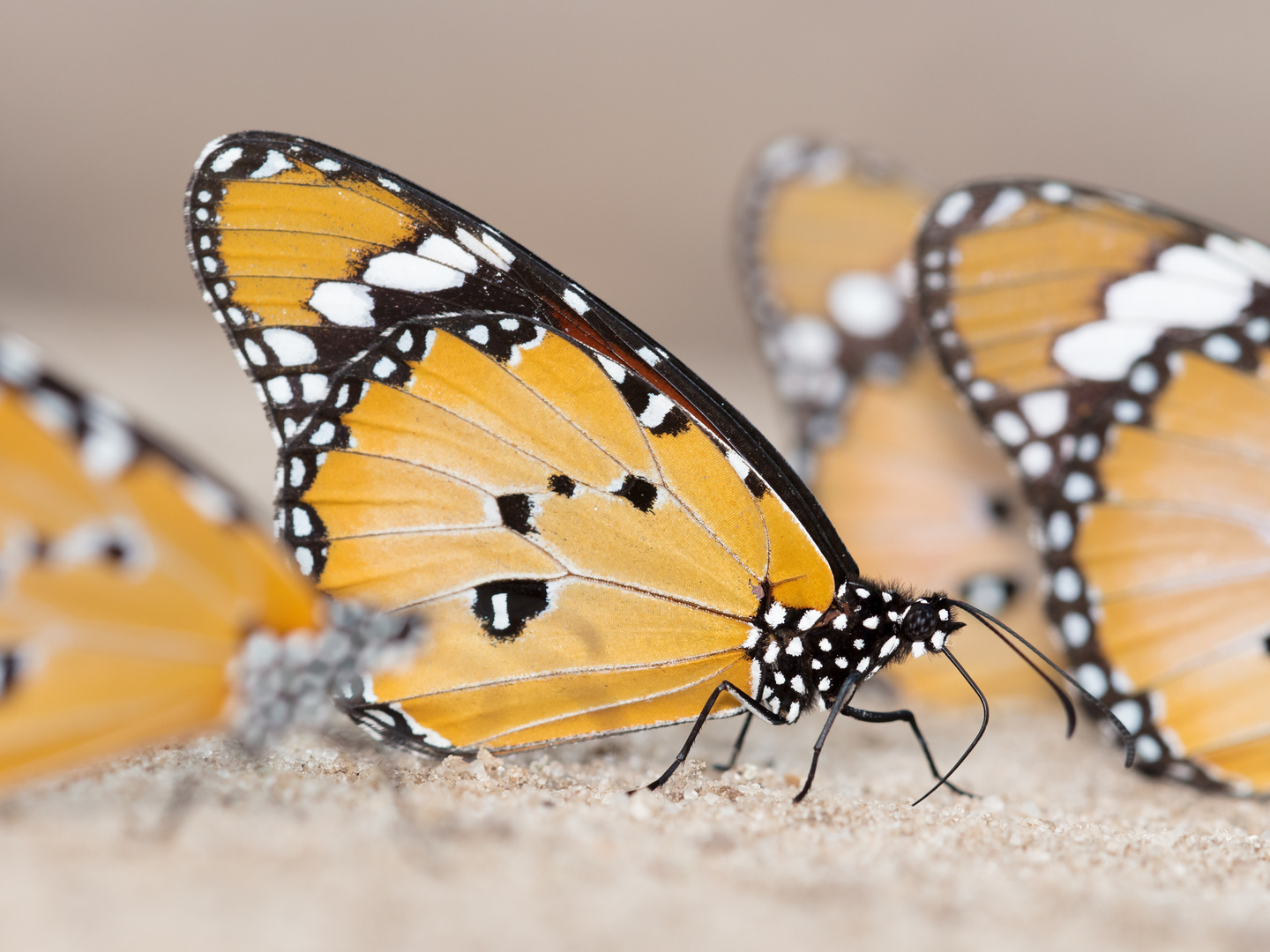 Kleiner Monarch (Danaus chrysippus)