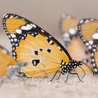 Kleiner Monarch (Danaus chrysippus)