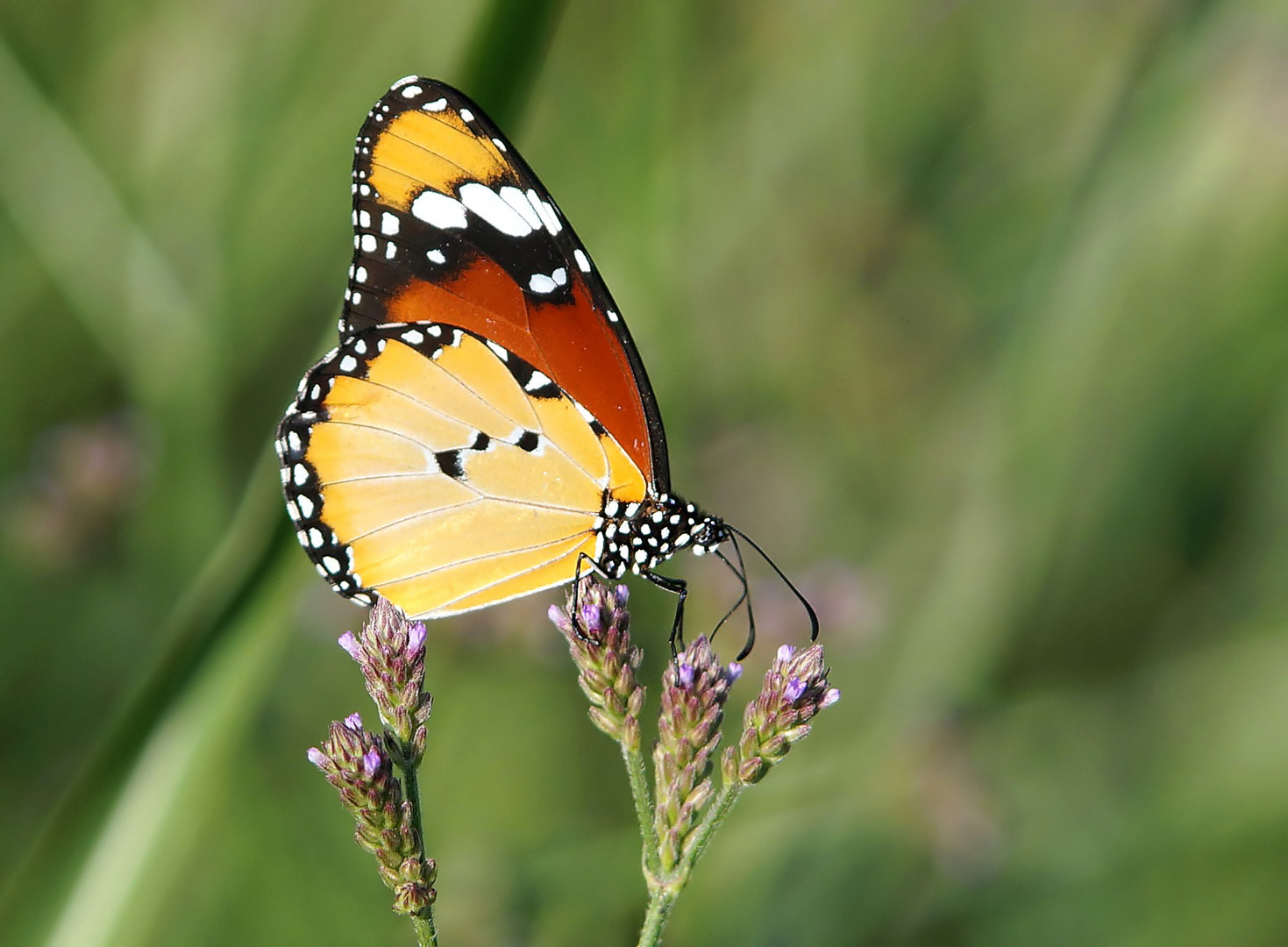 Kleiner Monarch (Danaus chrysippus)