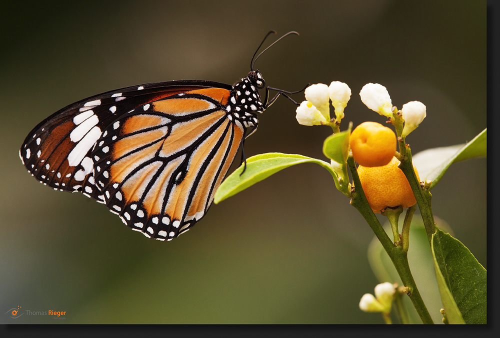 << kleiner Monarch (Danaus genutia, Celebes) >>