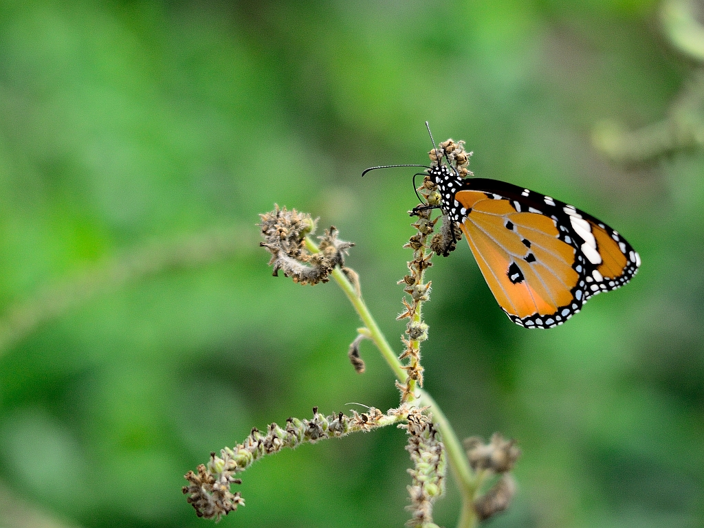 Kleiner Monarch, Tigerfalter, Mariposa tigre