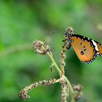 Kleiner Monarch, Tigerfalter, Mariposa tigre