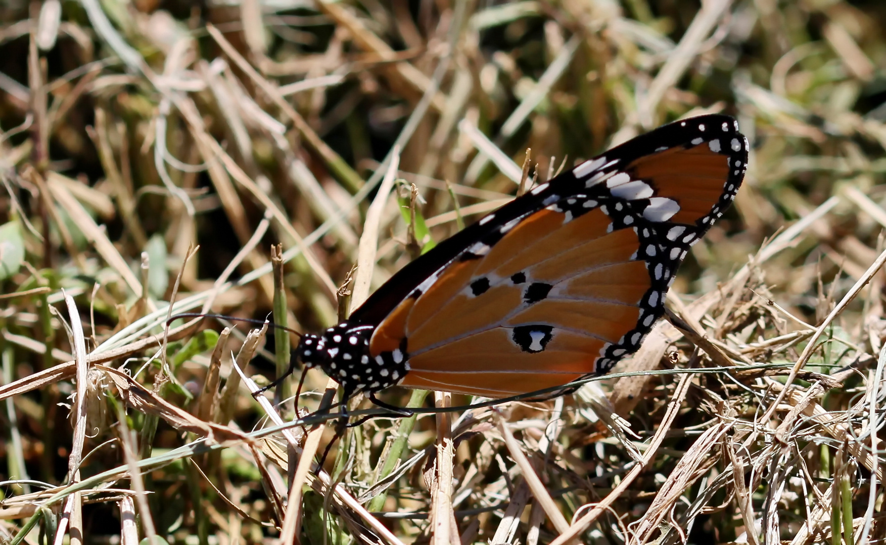 Kleiner Monarch,(Danaus chrysipppus orientis)