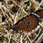 Kleiner Monarch,(Danaus chrysipppus orientis)