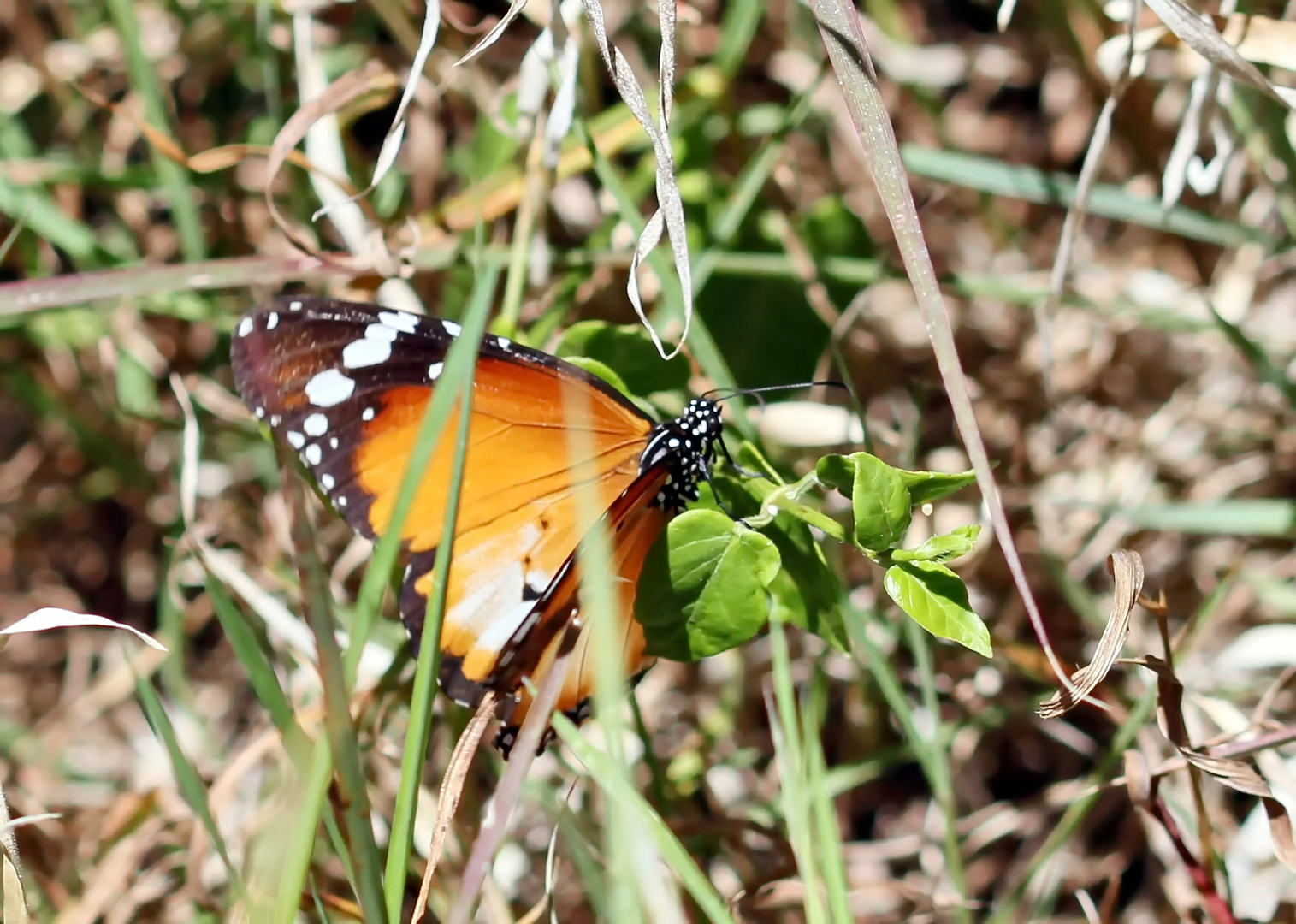 Kleiner Monarch,(Danaus chrysippus alcippus)Nr.2