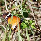 Kleiner Monarch,(Danaus chrysippus alcippus)Nr.2