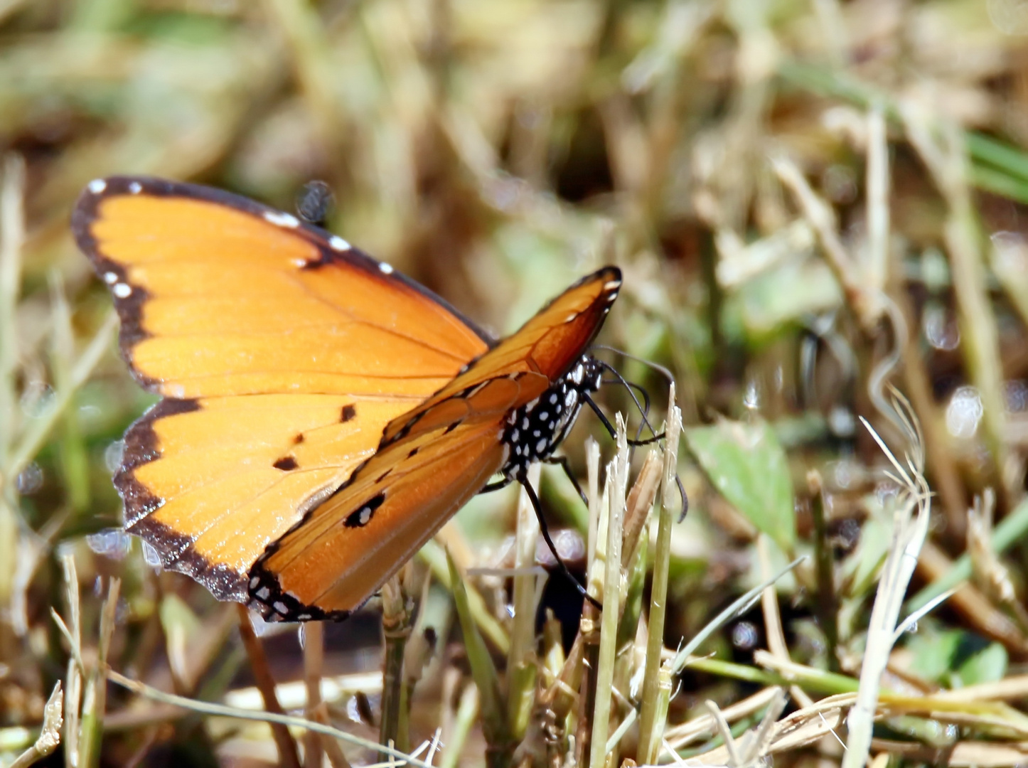 Kleiner Monarch,(Danaus chrysippus dorippus) Nr.1