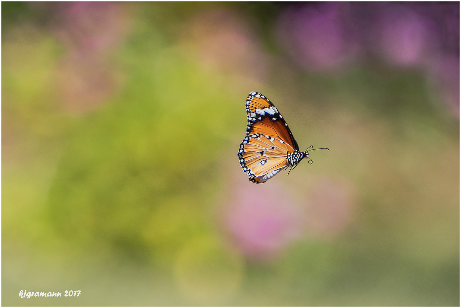 kleiner monarchfalter (danaus chrysippus).....