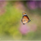 kleiner monarchfalter (danaus chrysippus).....