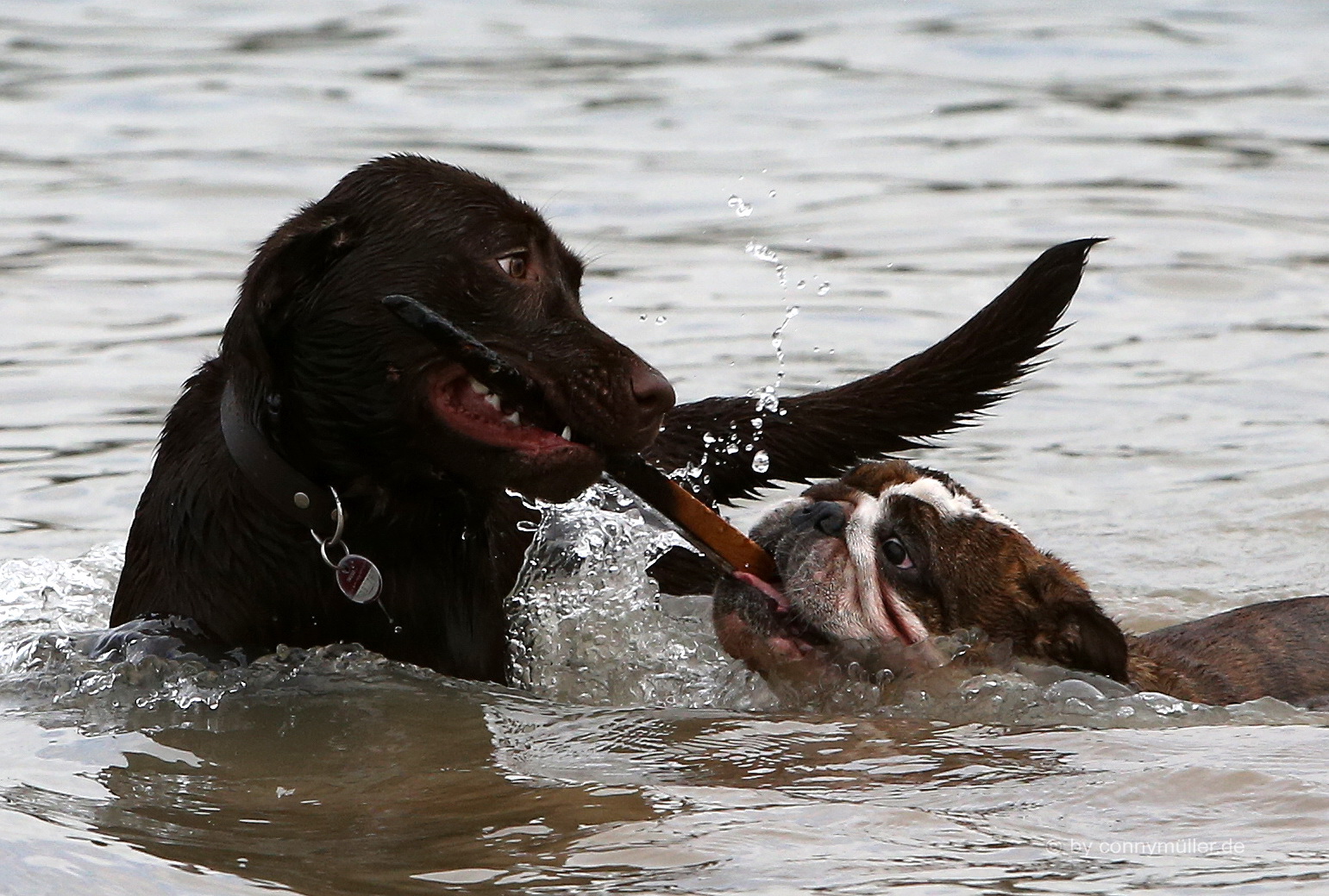 Kleiner Mops ganz GROSS!