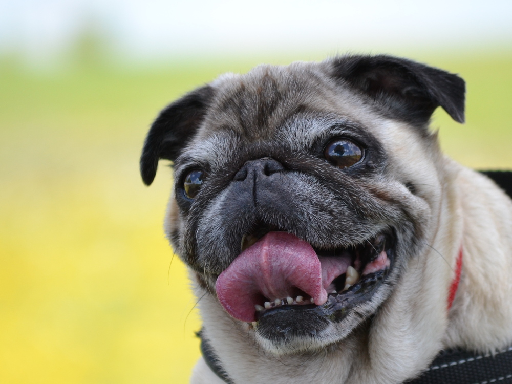 kleiner Mops, ganz groß Foto & Bild tiere, haustiere, hunde Bilder